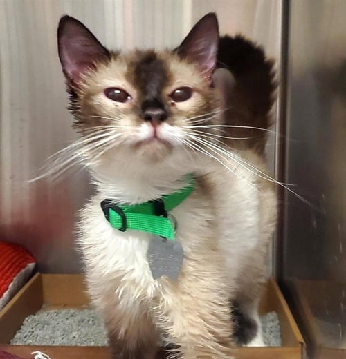 SADIE - Snowshoe available for adoption