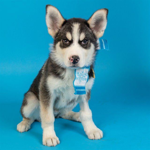 FABIO - Siberian Husky available for adoption