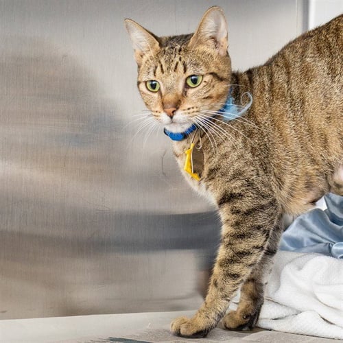 DOTTY - Domestic Short Hair available for adoption