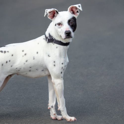 COOKIE - Pit Bull Terrier / Australian Cattle Dog/Blue Heeler for adoption in St. Louis