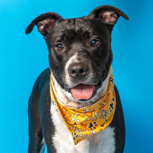 BINKY - Pit Bull Terrier available for adoption