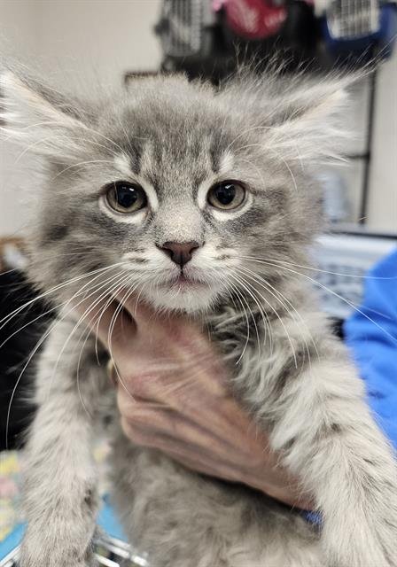 LOUIE - Domestic Short Hair available for adoption