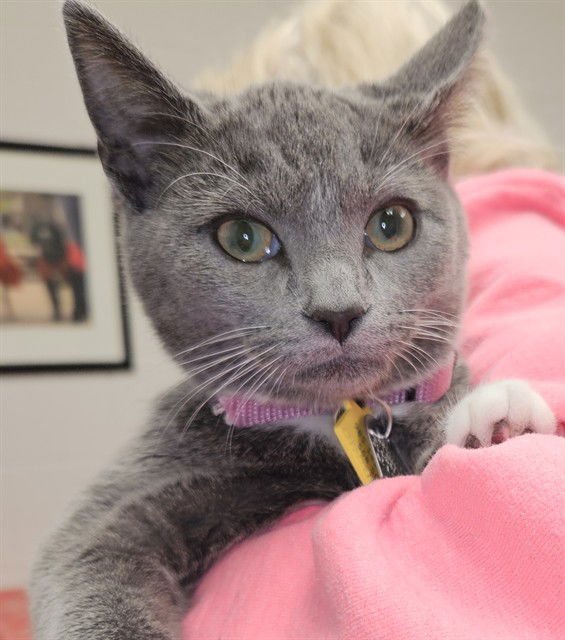 SWEET PEA - Domestic Short Hair available for adoption