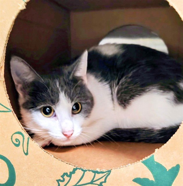 VIOLIN - Domestic Short Hair available for adoption