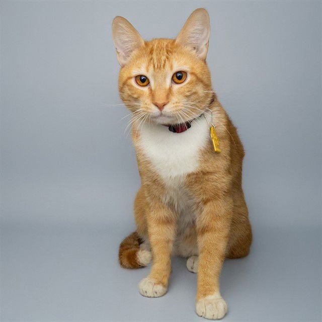 AMORA - Domestic Long Hair available for adoption