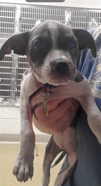 QUINN - Pit Bull Terrier / Pointer available for adoption