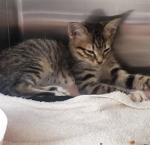 ZIP - Domestic Short Hair for adoption in St. Louis