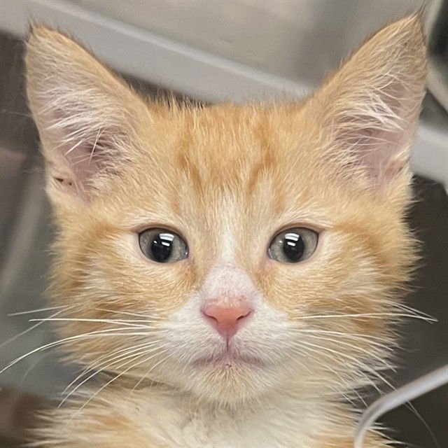 TOTO - Domestic Medium Hair available for adoption