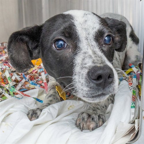WHIMSY - Australian Cattle Dog/Blue Heeler available for adoption