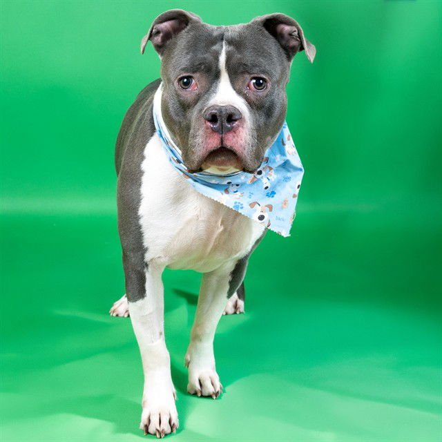 JEFE - Pit Bull Terrier available for adoption