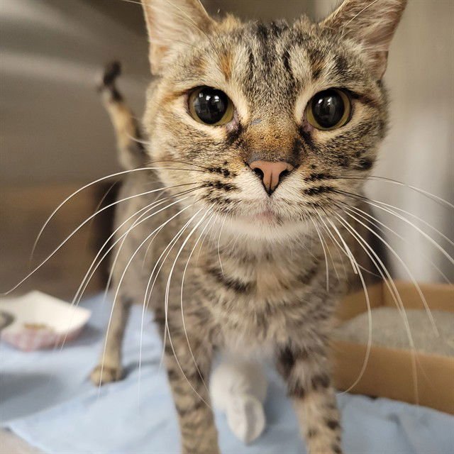 LEMONGRASS - Domestic Short Hair available for adoption