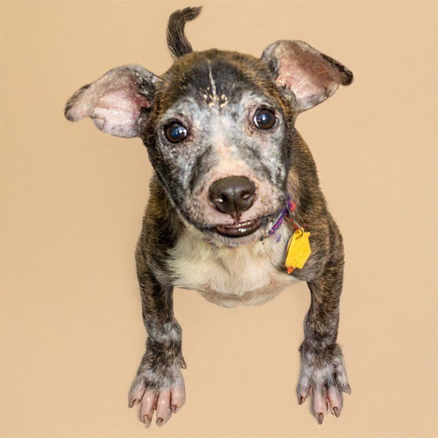 KRUSTY CRAB - Pit Bull Terrier available for adoption