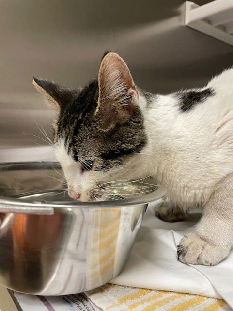 LE CHIPS - Domestic Short Hair available for adoption