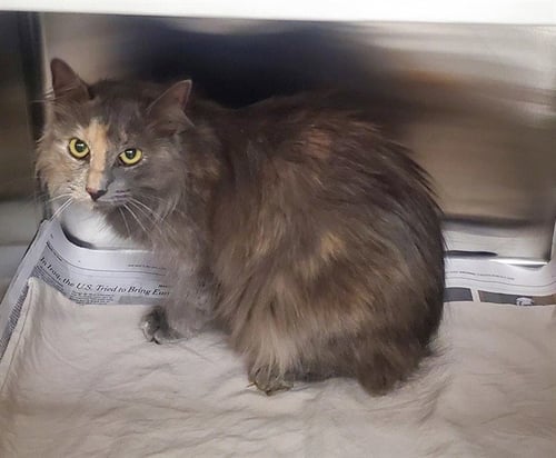BRI - Domestic Medium Hair available for adoption