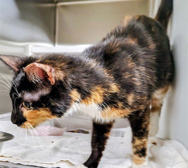 PICKLE - Domestic Short Hair available for adoption