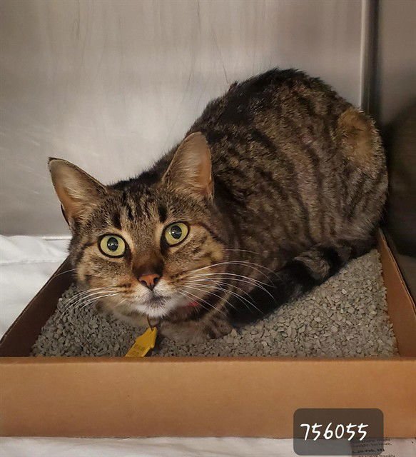 GOLDE - Domestic Short Hair available for adoption