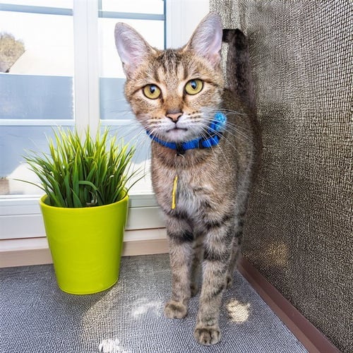 DORITO - Domestic Short Hair available for adoption