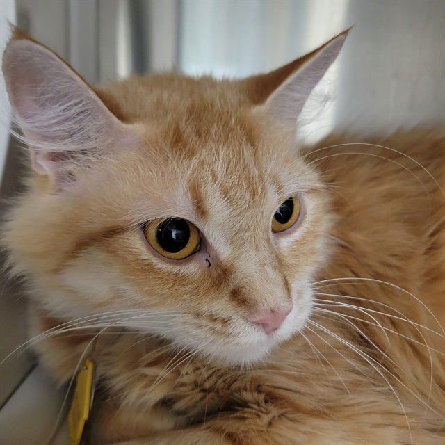 TOMATO SOUP - Domestic Medium Hair available for adoption