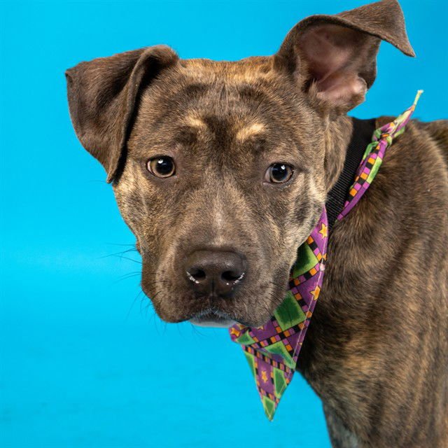 FONDUE - Pit Bull Terrier available for adoption