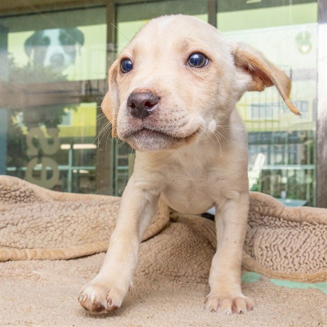 BOBSLEIGH - Pit Bull Terrier available for adoption