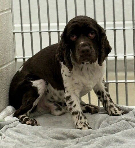 BABKA - Cocker Spaniel available for adoption