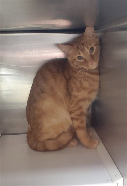 OZZY - Domestic Short Hair available for adoption