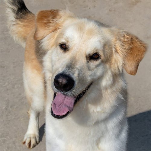 BANE - Golden Retriever / German Shepherd Dog available for adoption