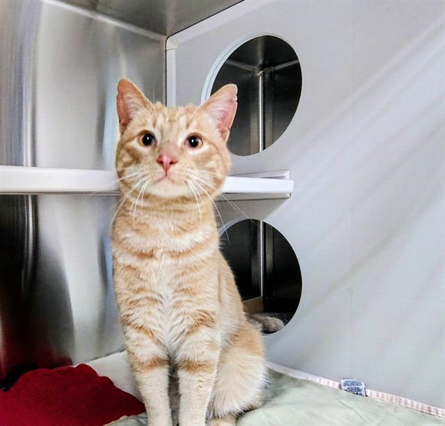 GNOCCHI - Domestic Short Hair available for adoption