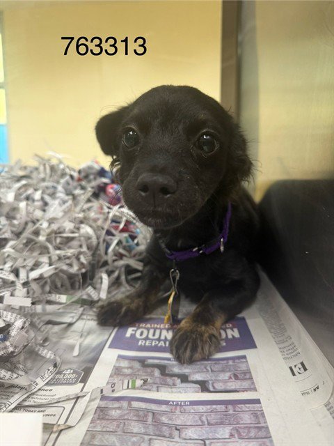 CAPRISUN - Chihuahua / Dachshund available for adoption
