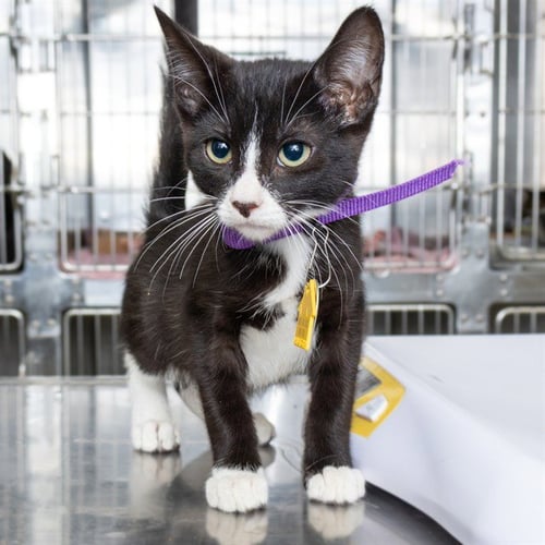 CARLOS - Domestic Short Hair available for adoption