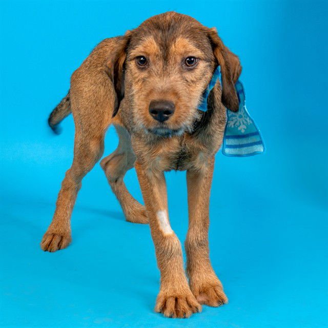 BLUEBERRY - Labrador Retriever / Giant Schnauzer available for adoption