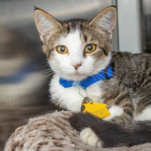 ASPEN - Domestic Short Hair available for adoption