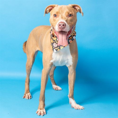 BRYSEN - Pit Bull Terrier / Labrador Retriever available for adoption