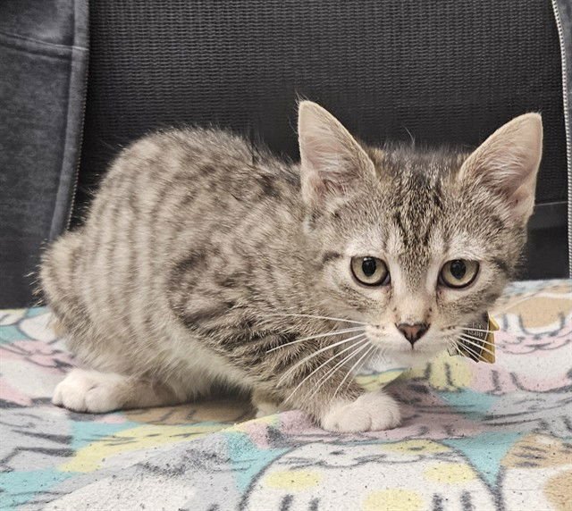 LAVENDAR - Domestic Short Hair available for adoption