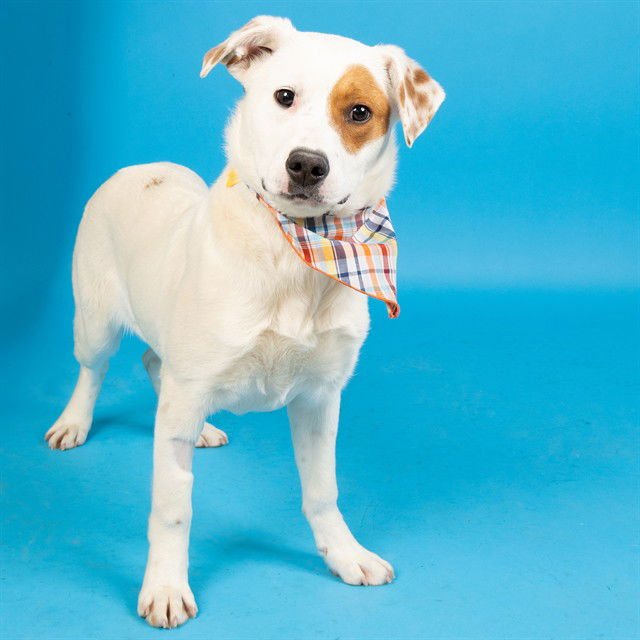 MARS - Labrador Retriever / Pointer available for adoption