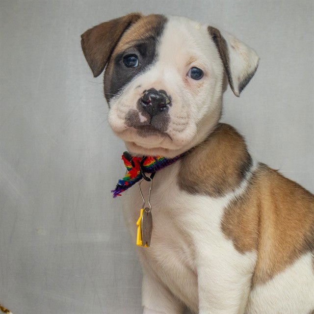 JOAN - Akita available for adoption