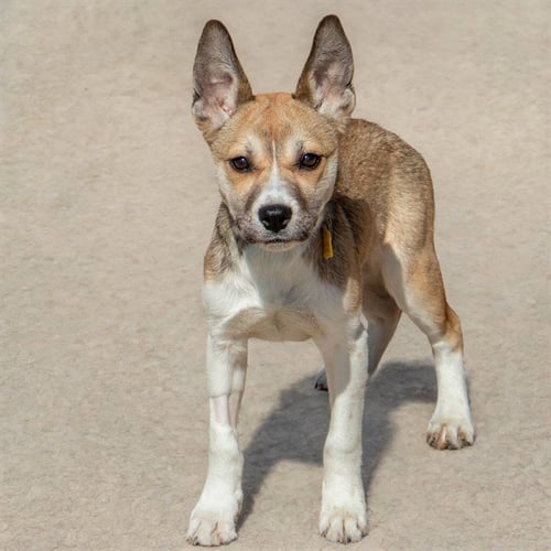 ACADIA - Siberian Husky / German Shepherd Dog available for adoption