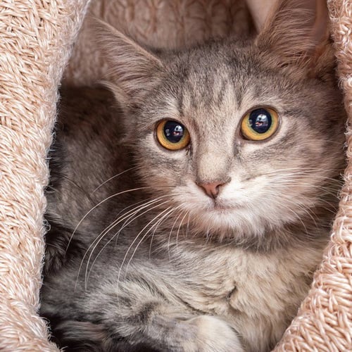RUBY - Domestic Short Hair available for adoption