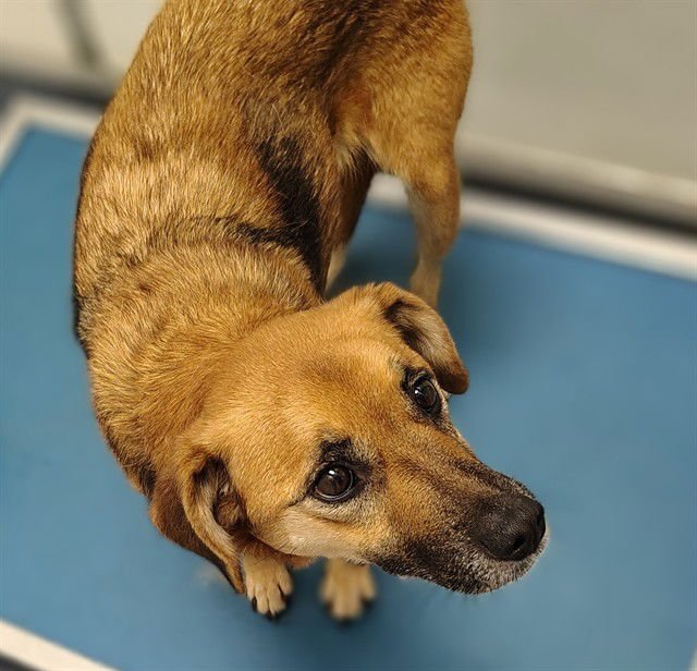 NALA - Australian Cattle Dog/Blue Heeler available for adoption