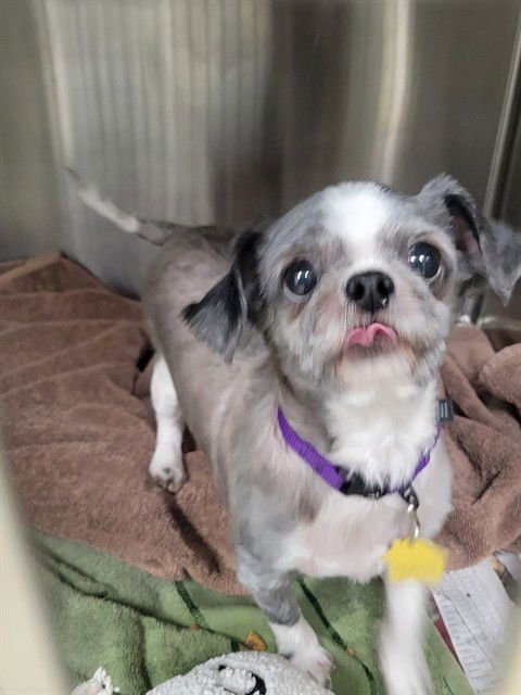 HAZEL - Shih Tzu available for adoption