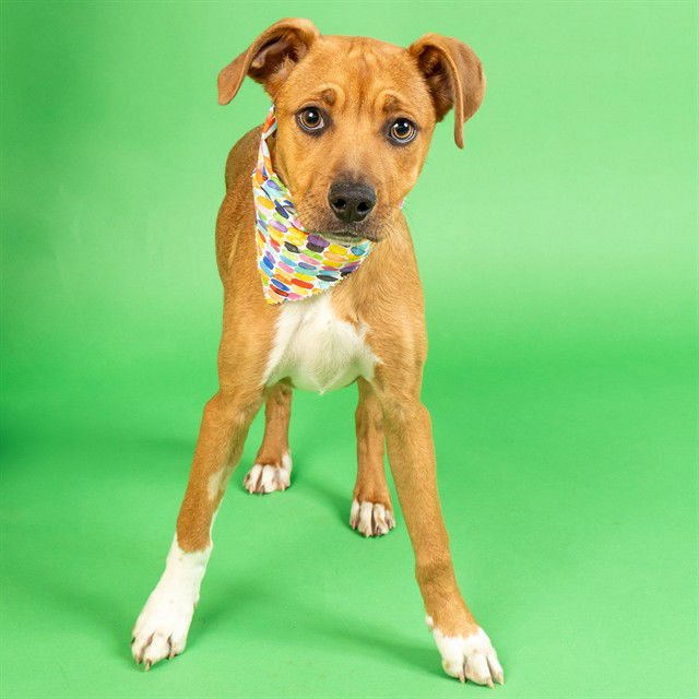 BAO - Pit Bull Terrier / Plott Hound available for adoption