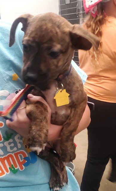 MULAN - Plott Hound / Beagle available for adoption