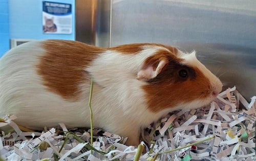 CINNAMON - Guinea Pig available for adoption