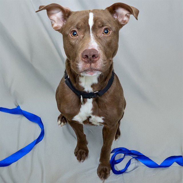 MAGGIE - Pit Bull Terrier available for adoption