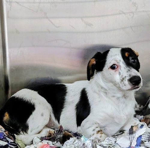 CARMELLA - Parson Russell Terrier available for adoption