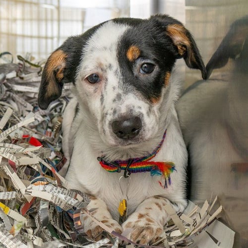 CARMELLA - Parson Russell Terrier available for adoption