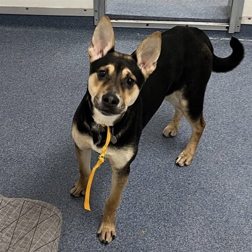 DANCER - Australian Shepherd available for adoption