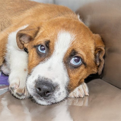 WEEBLE - Australian Shepherd available for adoption