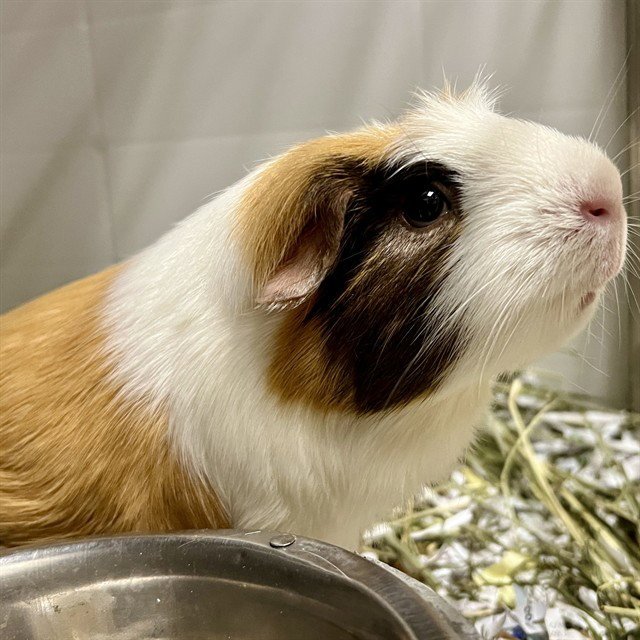 GERTIE Image