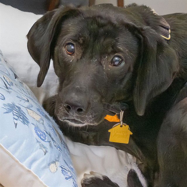 SHYLA - Beagle available for adoption